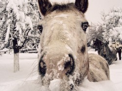Organisierte Pferdeschlittenfahrten im Winter